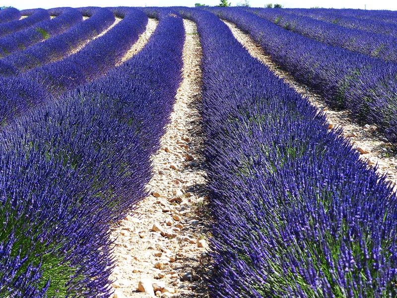 Lavendel