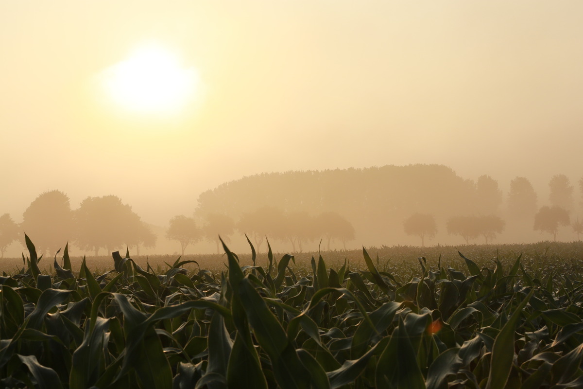 Ein ungeöhnlicher Nebel mitten im Juli 5:30 Uhr