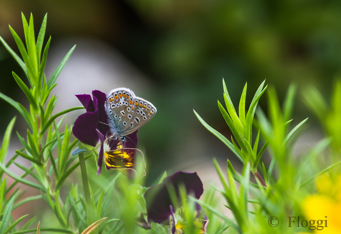 Erinnerung an den Sommer