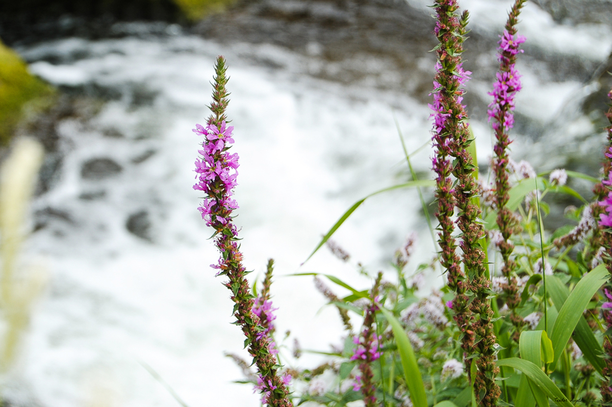 Blume vor dem Wasserfall.