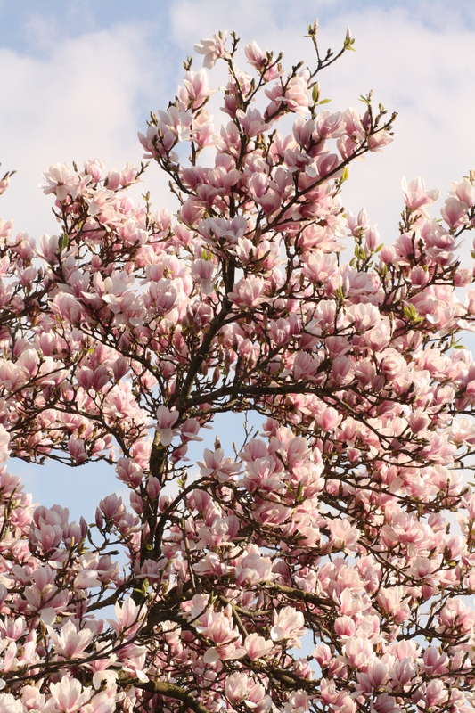 Magnolie
