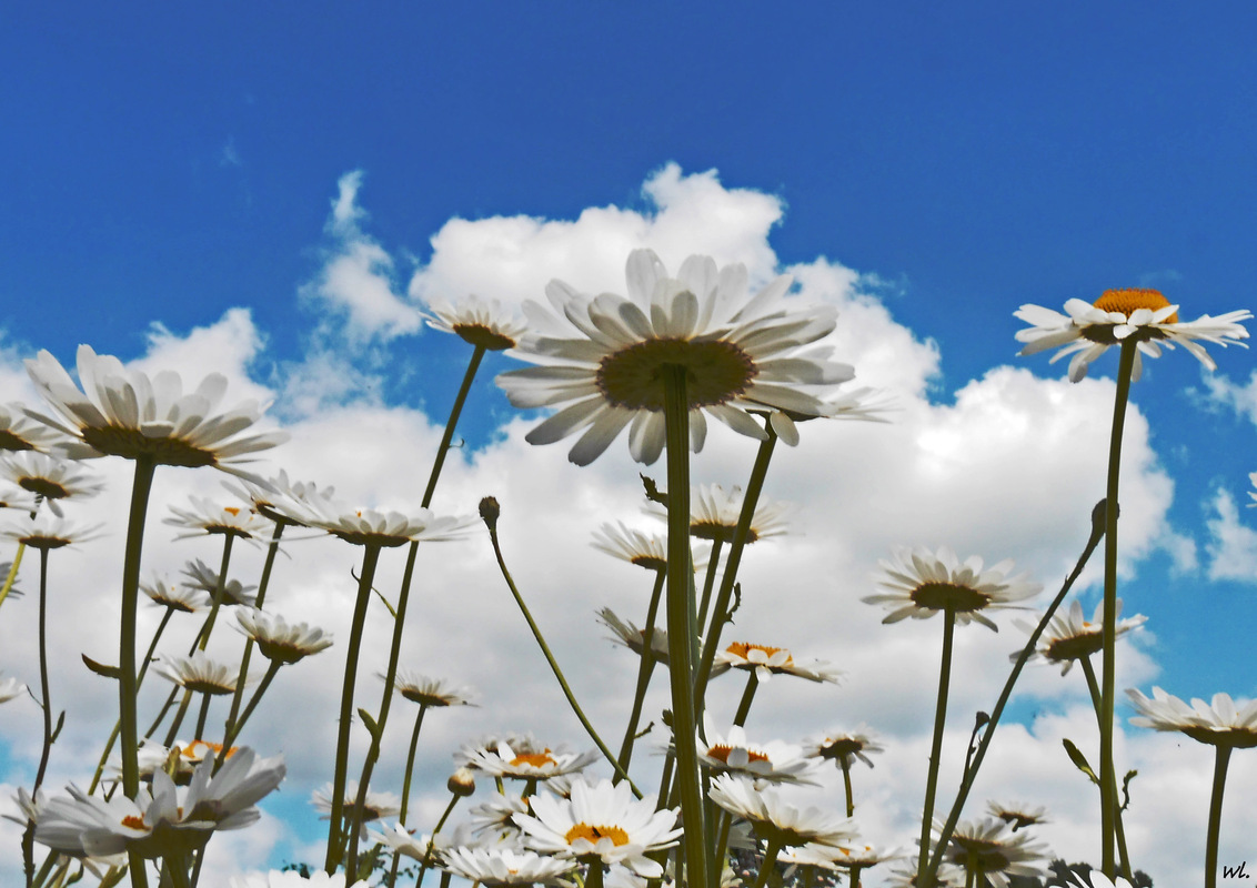 die Farben des Sommers