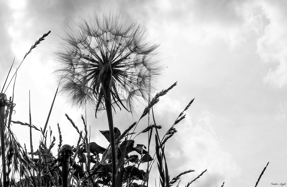 Riesen Pusteblume 