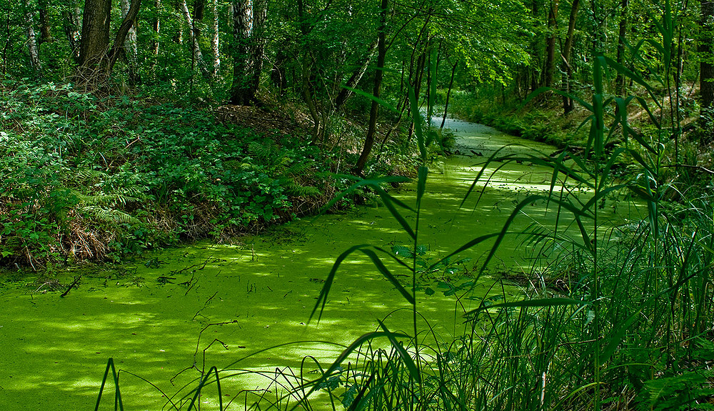 Grüner Wasserweg