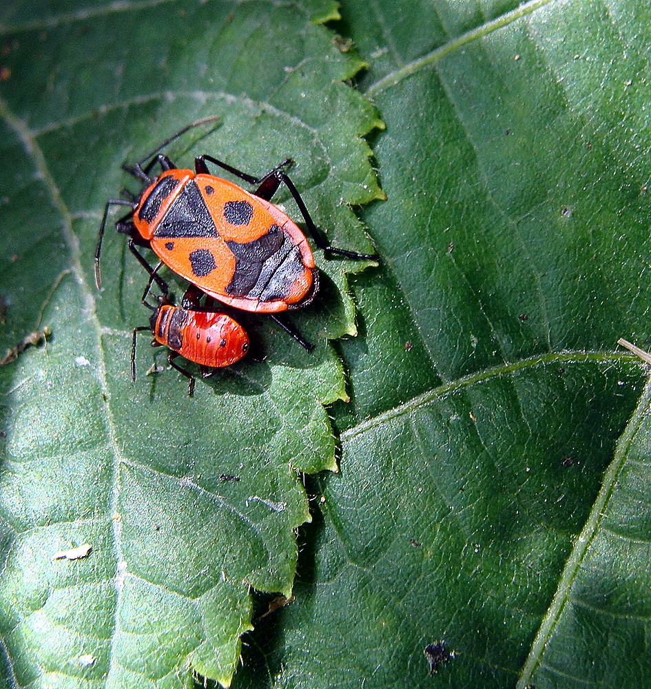 käfer