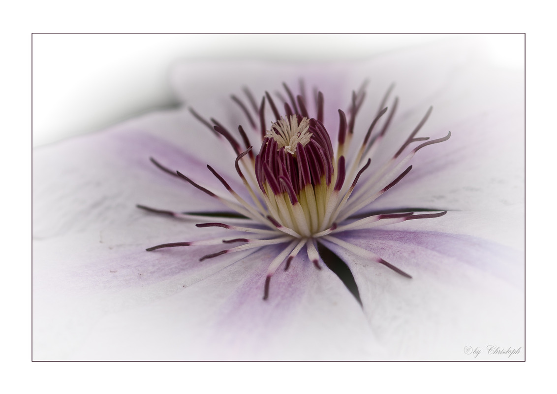 ***Mein Sommerstern***