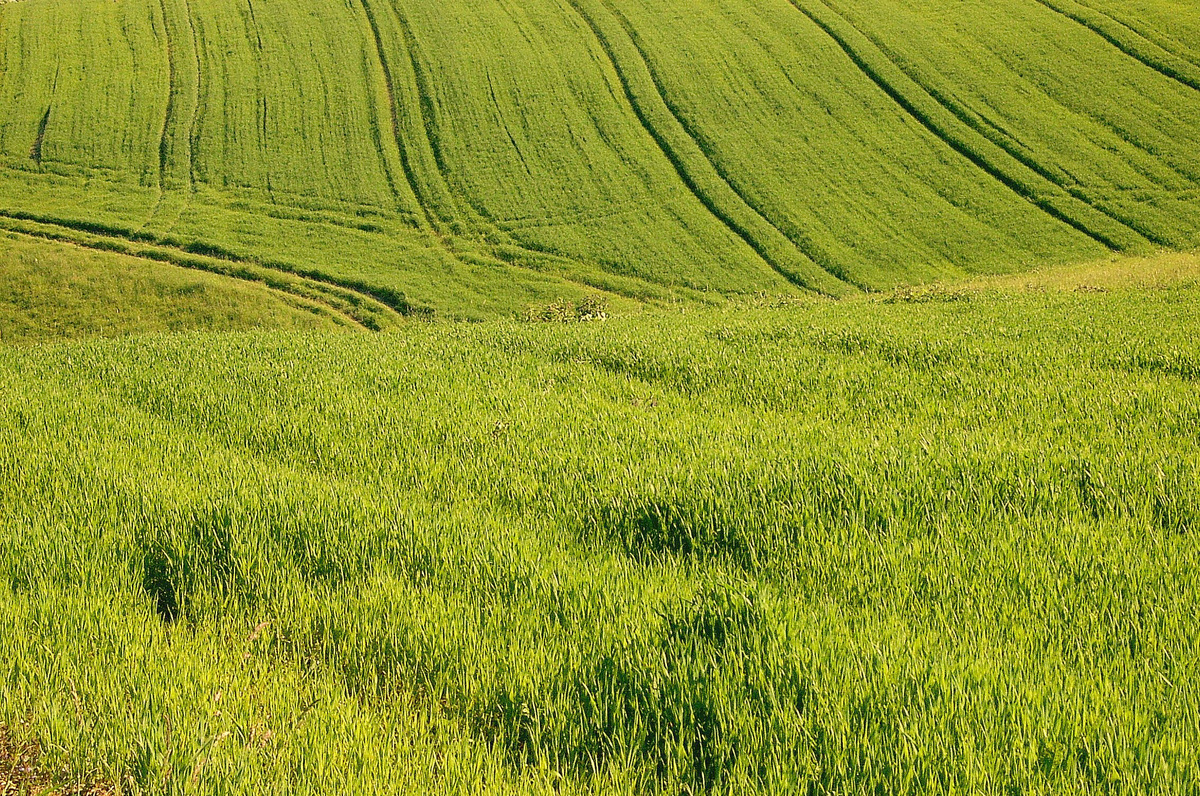 Dieser Sommer ist so Grün