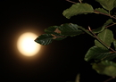 geblitzter Mond mit Buche