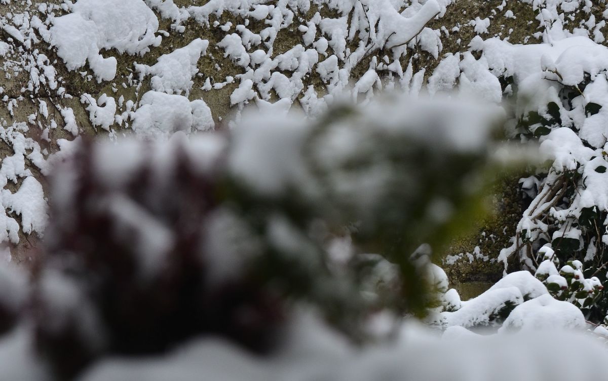Das Gesicht im Blumenkasten