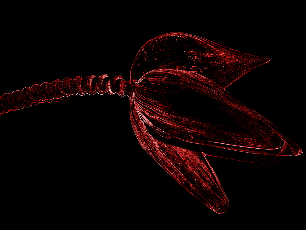 Bananenblüte in Neon
