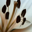 Bearbeitet mit Color-Efex