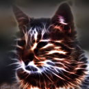 crazy cat