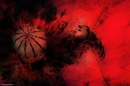 Mohn und Schwebfliege