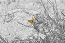 Schmetterling Farbe/sw