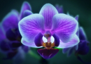 Orchidee im Neonlicht