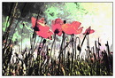 Klatschmohn