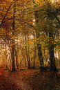 Wald II