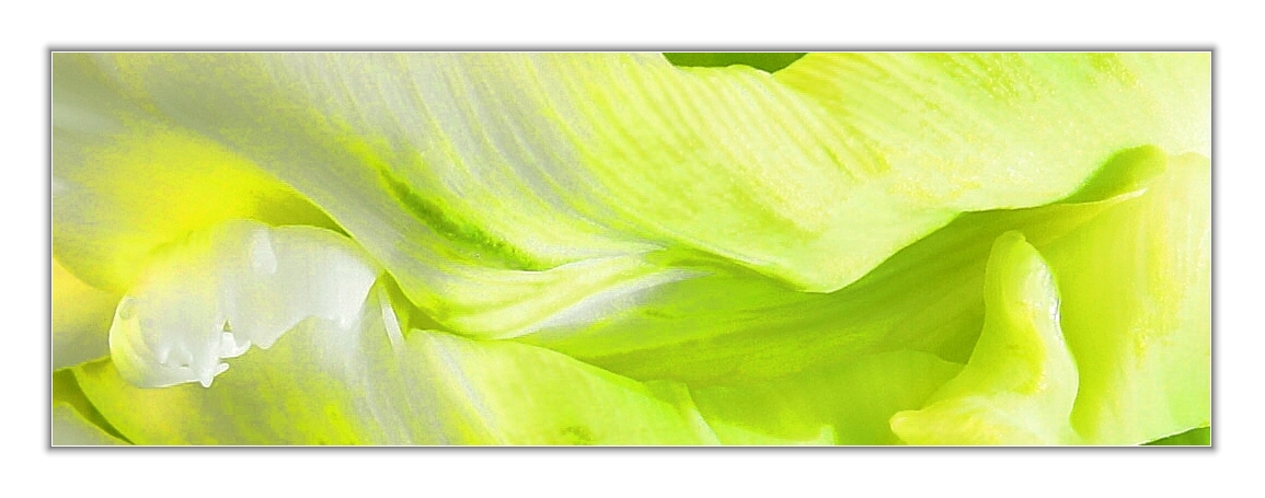 Das Spiel mit einer Tulpe