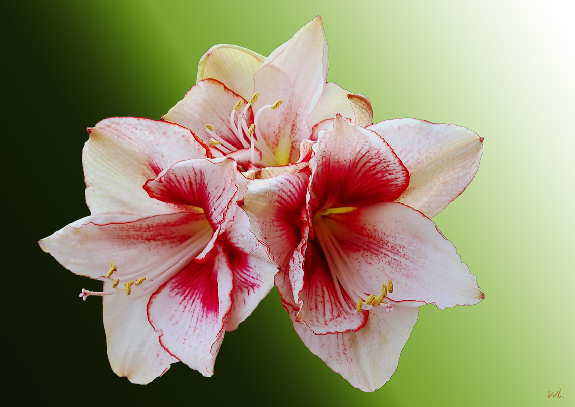 Amaryllis