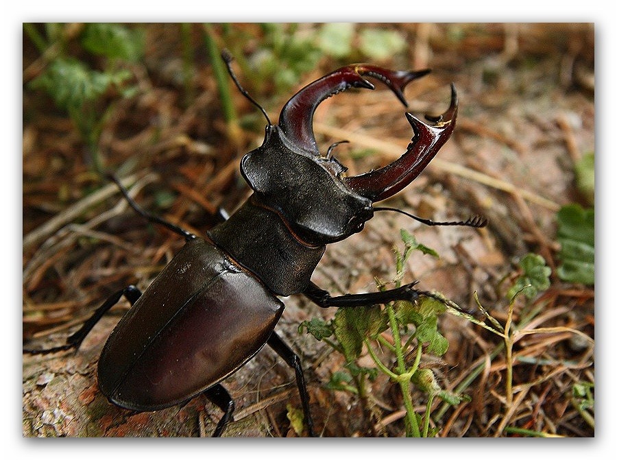 Hirschkäfer