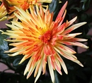 Chrysantheme