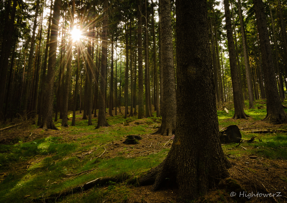 Sonne im Wald