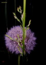 Pusteblume  2