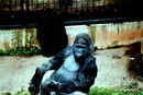 Gorilla 2