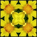 Blüten-Energie-Bild - Dahlie