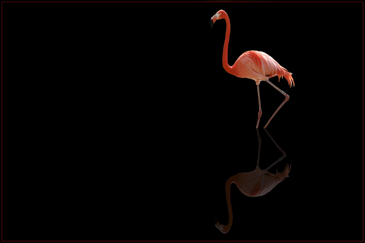 Flamingo 