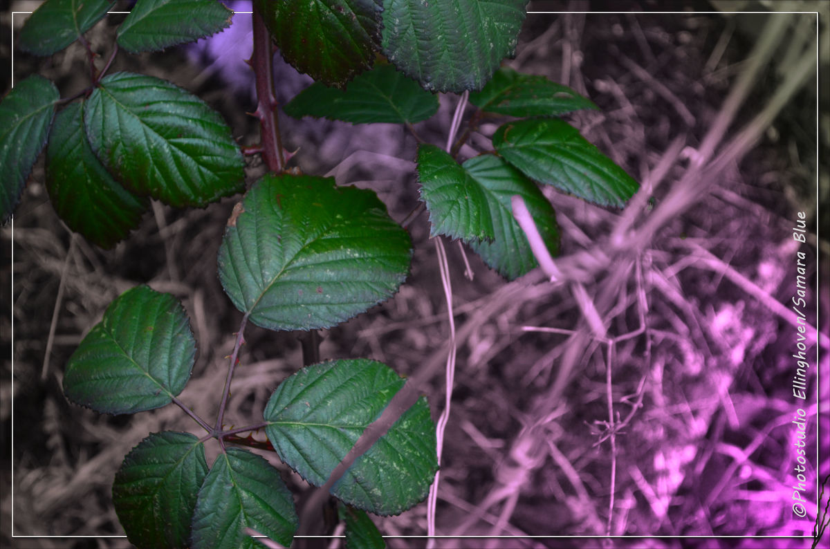 Green nature meets colored light ...