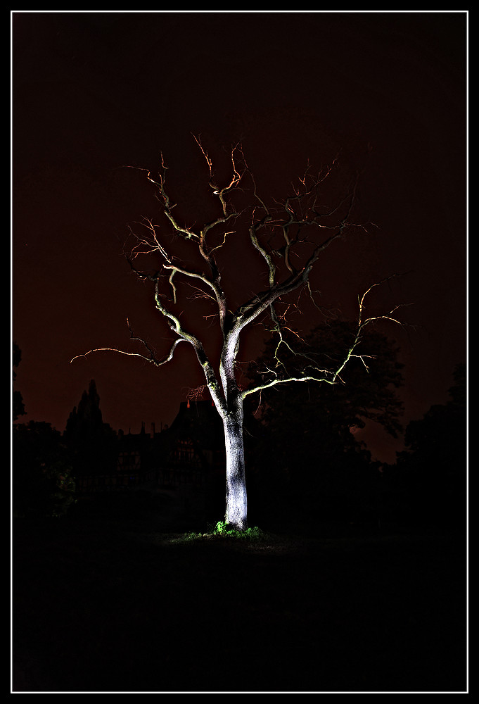 Old Tree 
