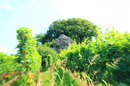 Dasenstein
