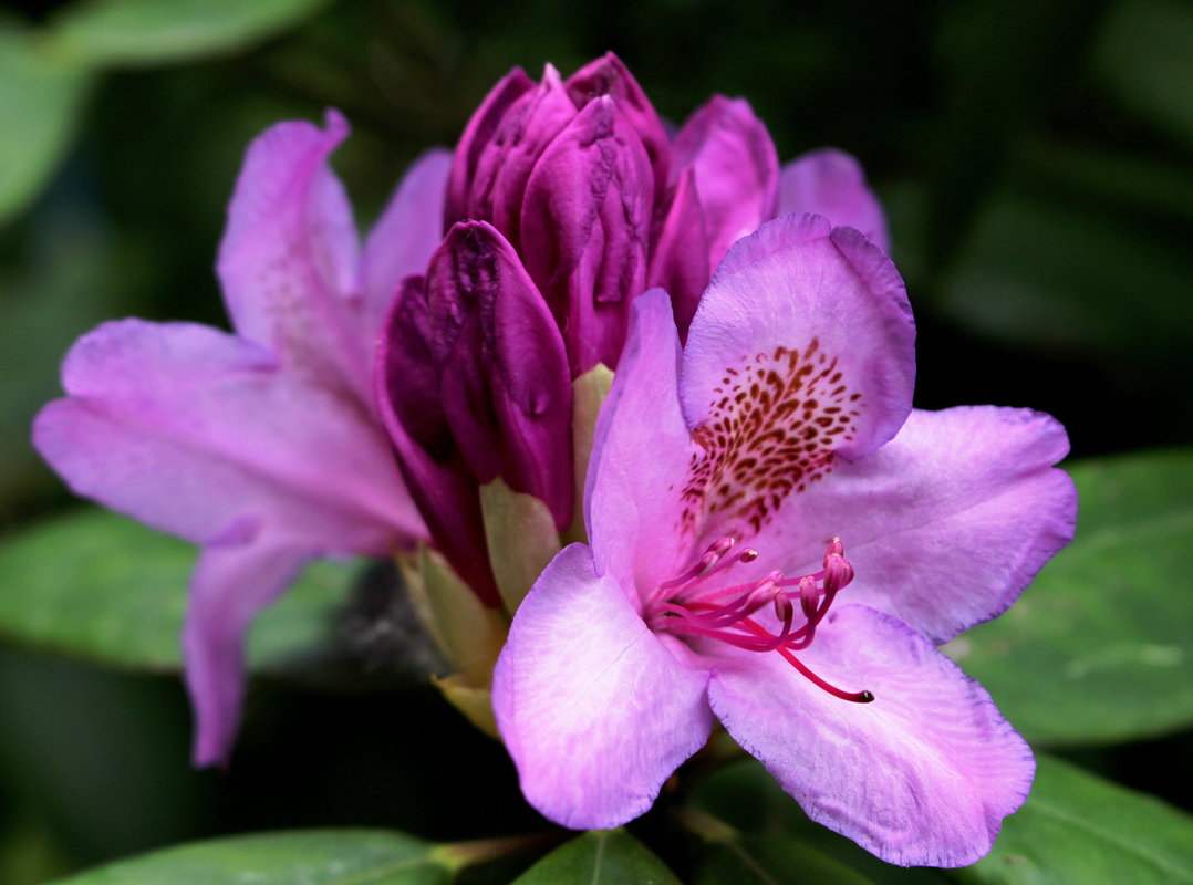 Rhododendron