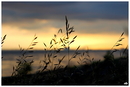 Die Gräser...........im Sonnenuntergang 