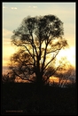Herbstsiluette am Ende des Tages