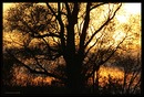 Herbstsiluette am Ende des Tages 2