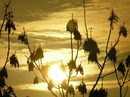 Goldenes Gegenlicht