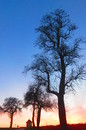 Bäume im Sonnenuntergang