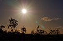 Blick in die Sonne