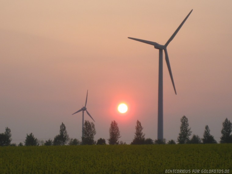 Windräder und Rapsfeld