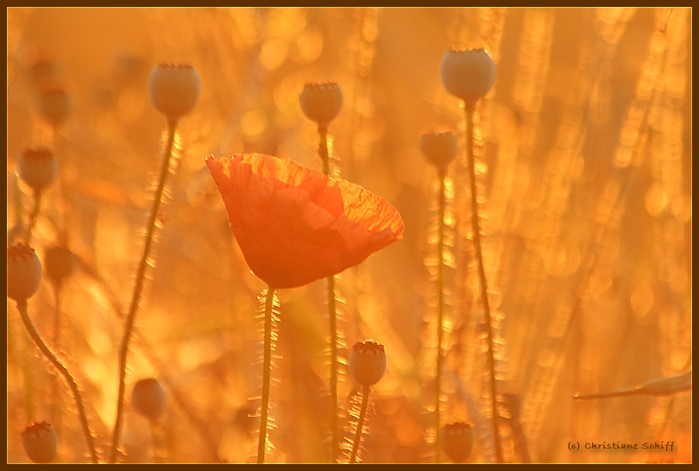 Morgens 6:15 im Juli  ....