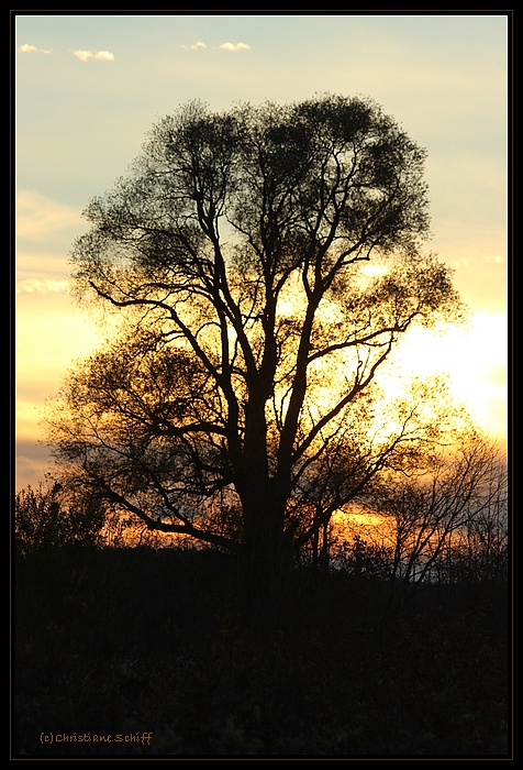 Herbstsiluette am Ende des Tages