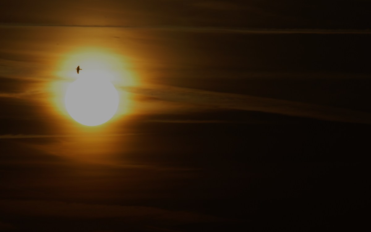Abendflug