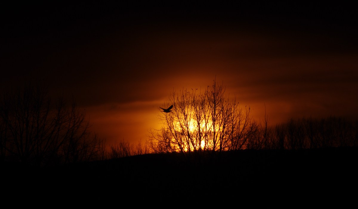 Sonne
