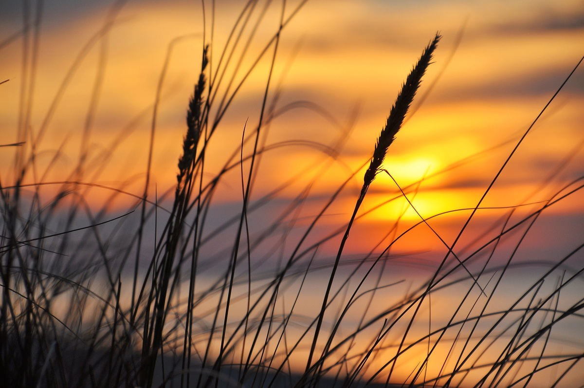 Gräser im Abendlicht