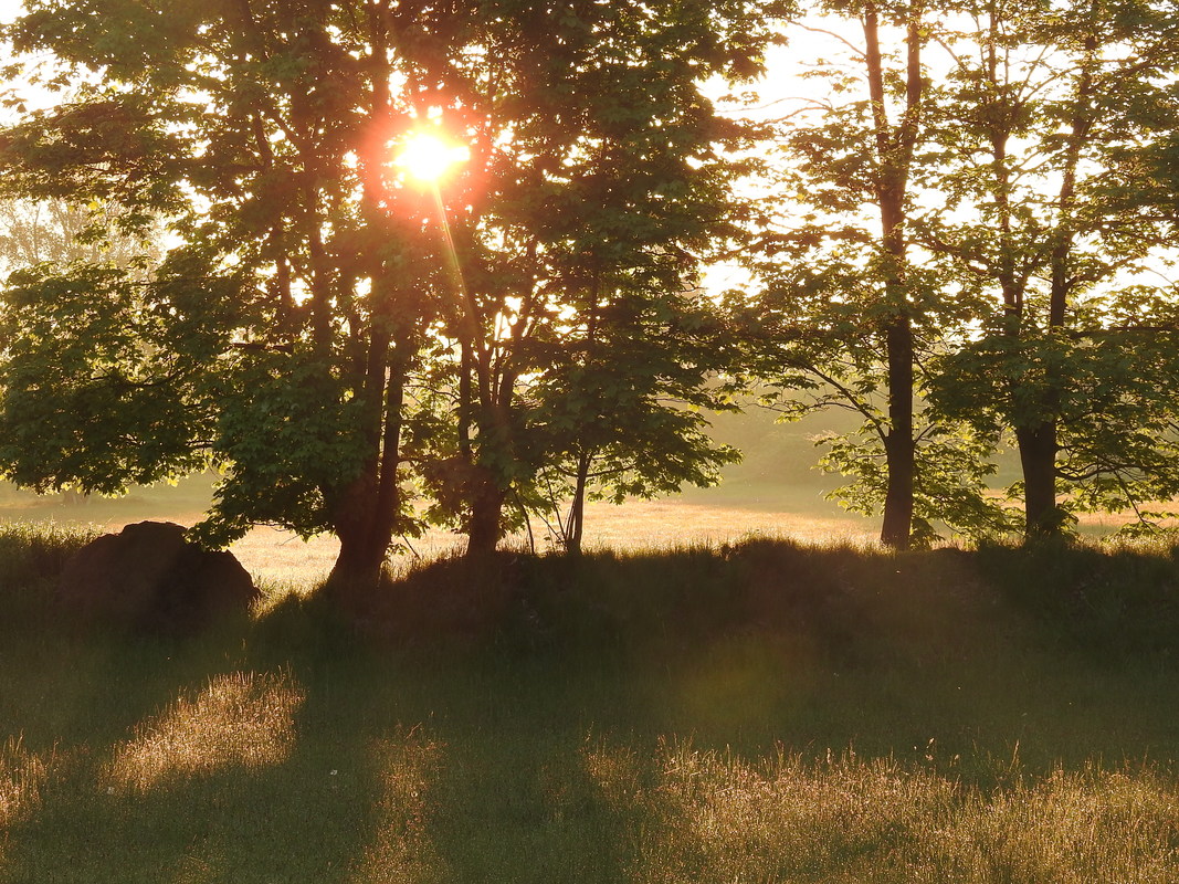 Idylle pur - die Maisonne