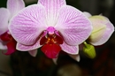 Orchidee