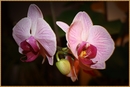 Orchidee