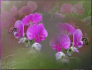 Fotos_Orchideen